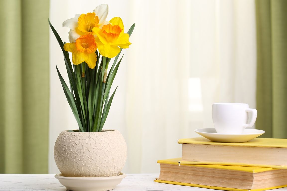 Bring life to your home with fresh winter bloom!
